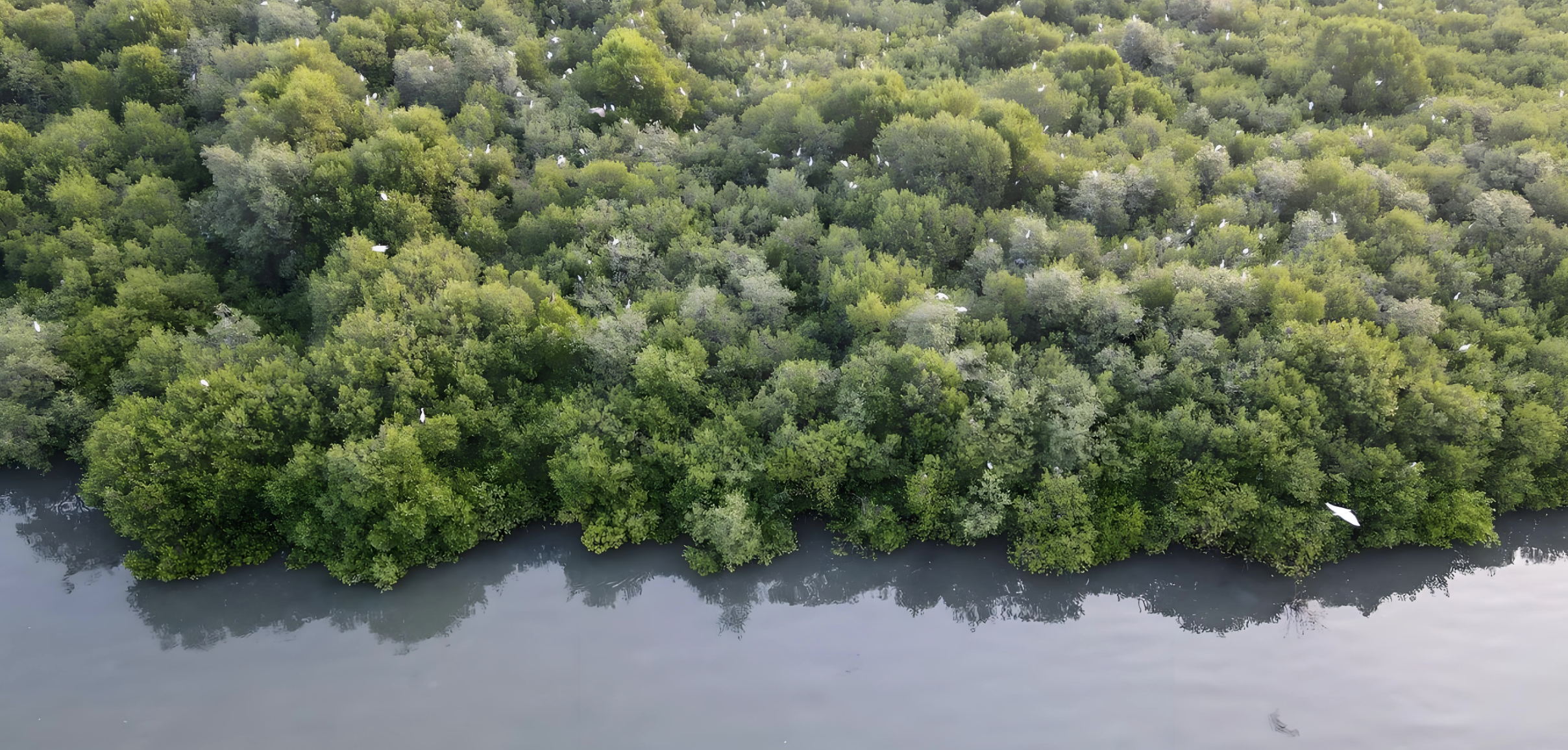 Indonesia Mangrove Restoration Project