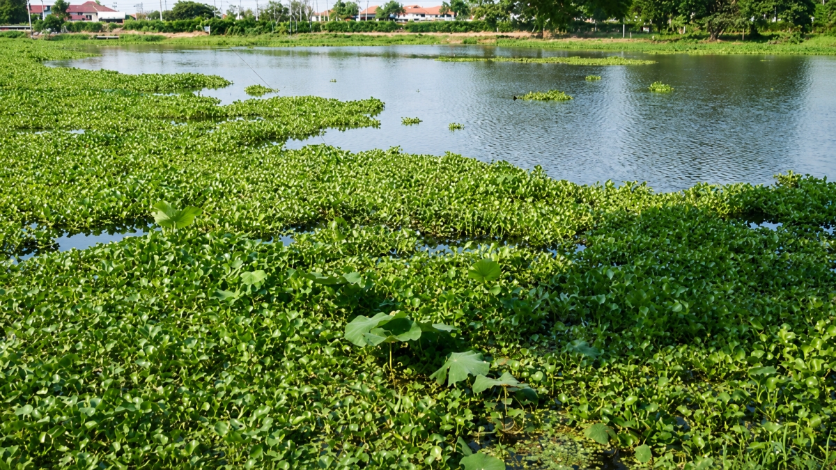 Fishpond Water Pollution